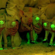 Illustration for article titled These Pigs Glow-in-the-Dark to Save Lives
